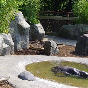 New Pygmy Hippo mud wallow?- 2/8/2024