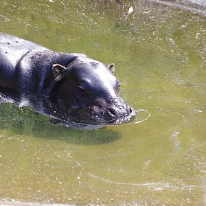 Venus- Pygmy Hippo- 2/8/2024