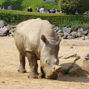 Southern White Rhino- 2/8/2024