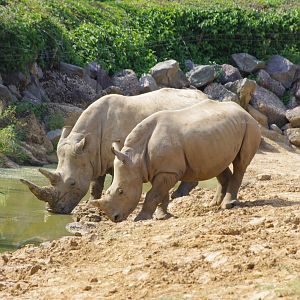 Southern White Rhino- 2/8/2024