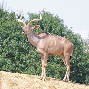Eric- Greater Kudu- 2/8/2024