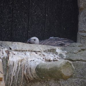 Ruppell's Griffon Vulture Chick?- 2/8/2024
