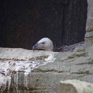 Ruppell's Griffon Vulture Chick?- 2/8/2024
