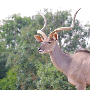 Eric- Greater Kudu- 2/8/2024