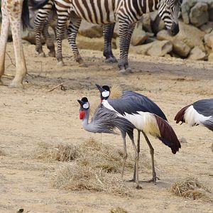 East African Crowned Cranes calling- 2/8/2024