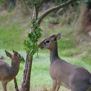 kirk's Dik-Dik mum and youngster- 2/8/2024