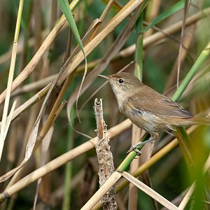 Reed warbler, wild, UK
