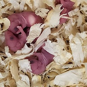 Nestyoung African pygmymice