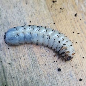 Larvae Mecynorrhina torquata