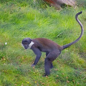 L'hoest Monkey- 2/8/2024