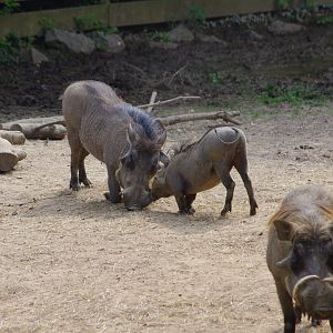 Common Warthogs- 2/8/2024