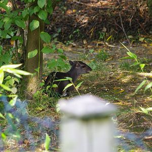 Blue Duiker- 2/8/2024