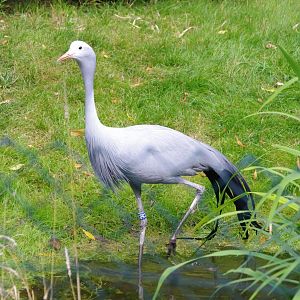 Blue Crane- 2/8/2024
