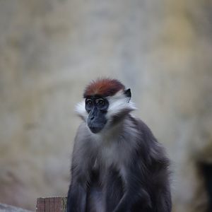 Cherry Crowned Mangabey- 2/8/2024