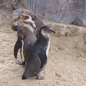 Humboldt Penguins- 2/8/2024