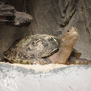 Scooter- Giant Asian Pond Turtle- 2/8/2024