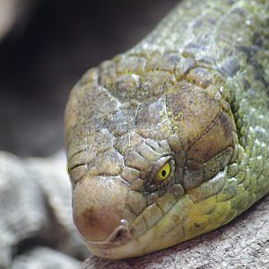 Solomon Island Skink- 2/8/2024