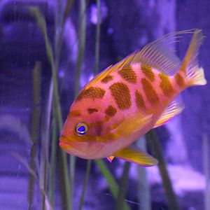 Odontanthias borbonius