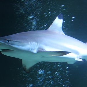 Blacktip reefshark