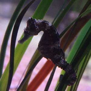 Seahorse species