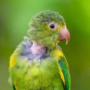 Cobalt-Winged Parakeet