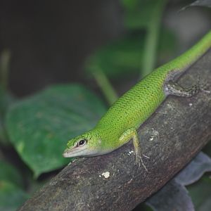 Green tree skink - 11/8/2024
