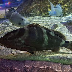 Fish ID - Sea Life Centre Birmingham