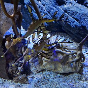 Weedy Sea Dragons