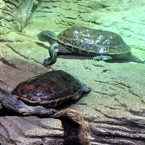 Chinese Stripe-necked Turtles