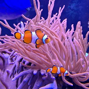 Clownfish and Anemone