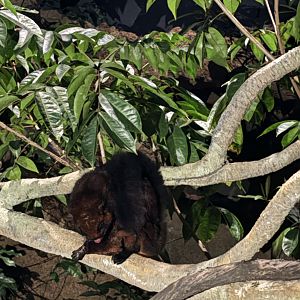 Spotted Giant Flying Squirrel - Pangolin Trail