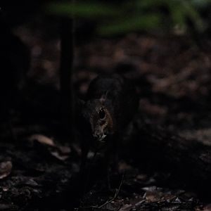 Lesser Mousedeer (Tragulus kanchil)