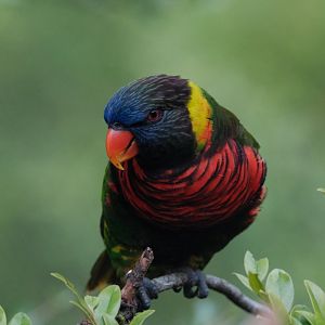 Coconut Lorikeet (Trichoglossus haematodus)