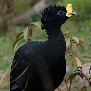 Great Curassow (Crax rubra)