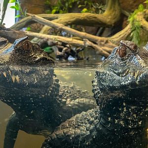 Cuvier's dwarf caiman : Crocodiles of the World : 05 Jul 2024