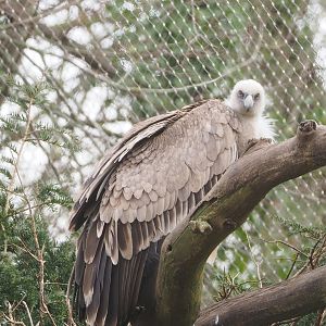 Western Eurasian griffon vulture (Gyps fulvus fulvus), 2023-03-28