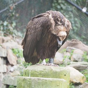 Cinereous vulture (Aegypius monachus), 2023-03-28