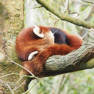 Nepalese red panda (Ailurus fulgens), 2023-03-28