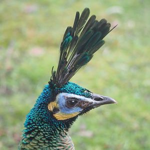 Green peafowl (Pavo muticus), 2023-03-28