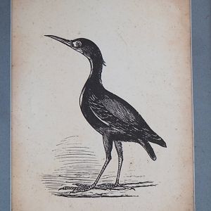 Artwork in the Asian elephant viewing lodge, 2023-03-28