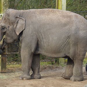 Asian elephant (Elephas maximus), 2023-03-28