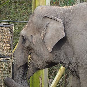 Asian elephant (Elephas maximus), 2023-03-28