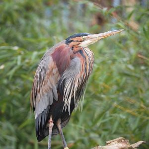 Purple heron (Ardea purpurea), 2023-03-28