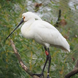 Eurasian spoonbill (Platalea leucorodia), 2023-03-28