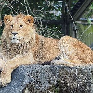 Juvenile male Asiatic lion Wishu (Panthera leo persica), 2023-03-28
