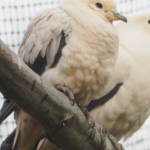 Pied imperial pigeon (Ducula bicolor), 2023-03-28