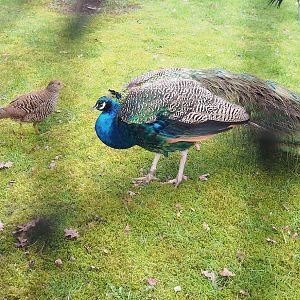 Female Golden pheasant Golden pheasant (Chrysolophus pictus) and Male Blue peafowl (Pavo cristatus), 2023-03-28