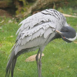 Demoiselle crane (Anthropoides virgo), 2023-03-28