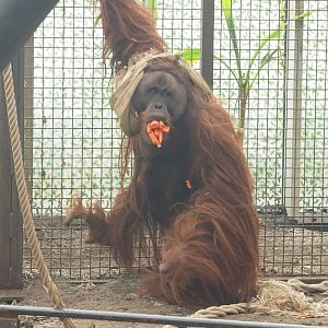 Sumatran orangutan (Pongo abelii), 2023-03-28