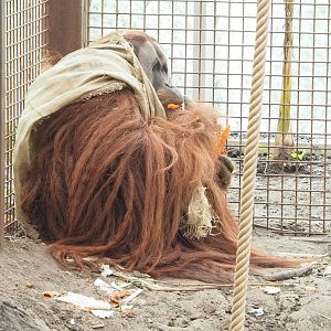 Sumatran orangutan (Pongo abelii), 2023-03-28
